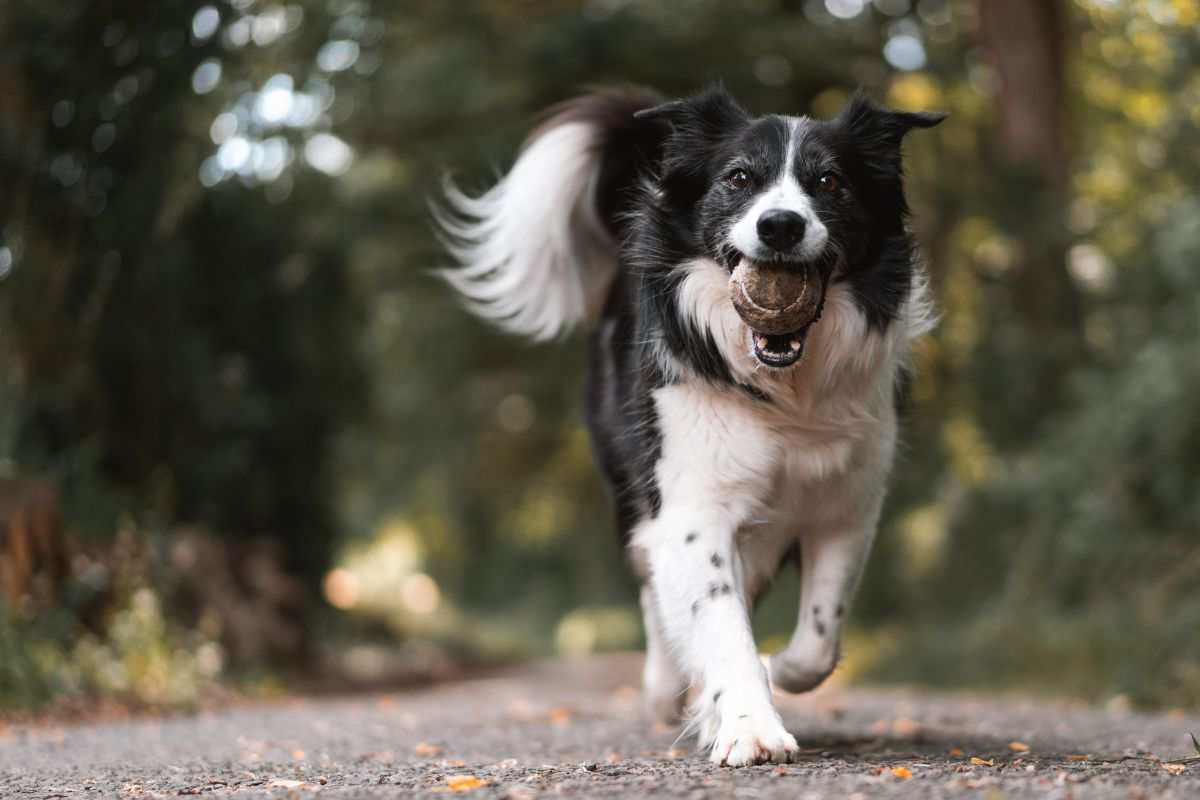 Le malattie letali nel cane