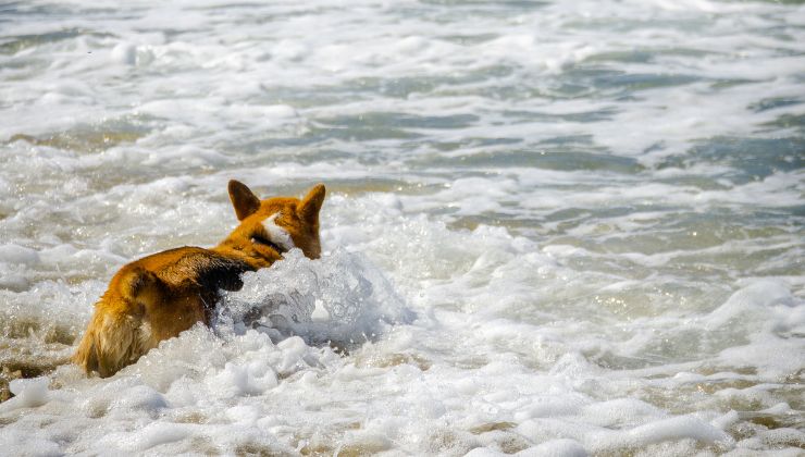 Cane salva padrona in mare aperto