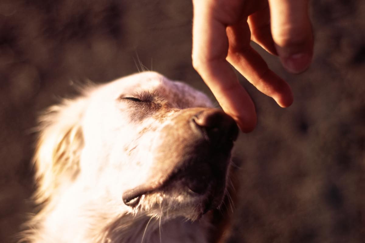 Questo cane ama farsi massaggiare con l'aspirapolvere: il video - Corriere  Tv