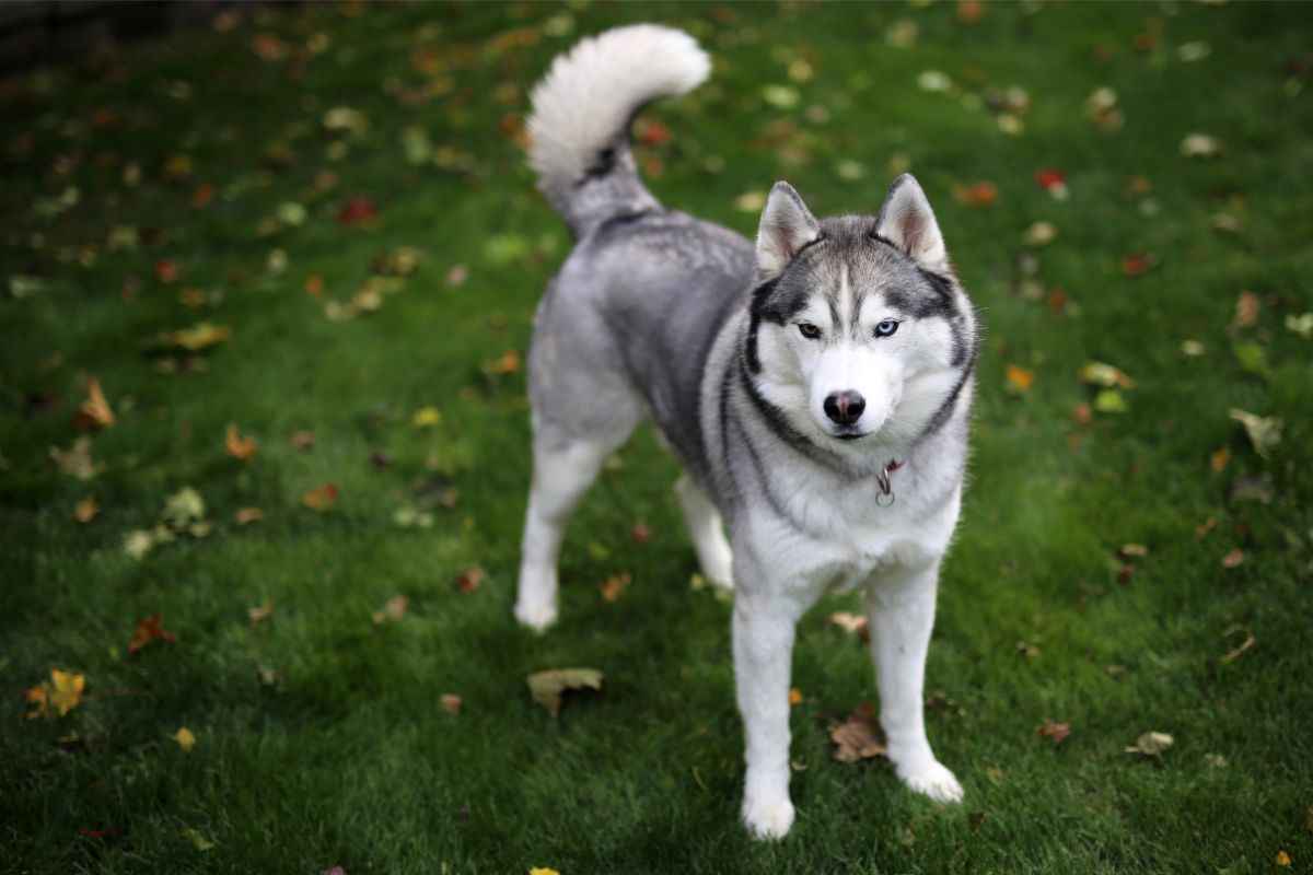 Il cane trova il padrone