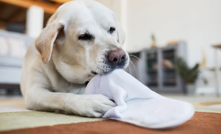 cane pantofola masticare