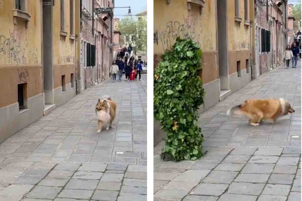 Il cane si spaventa