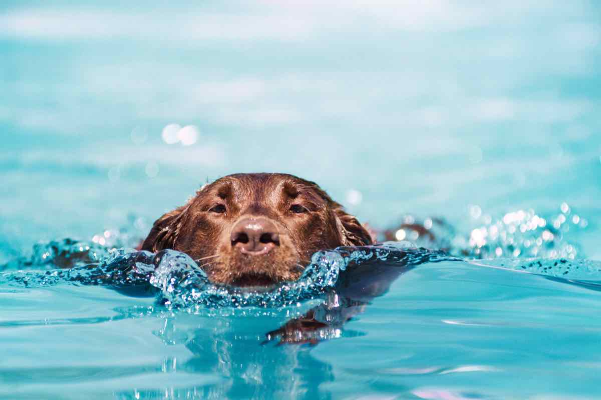 Cane che ha paura del mare: come comportarsi