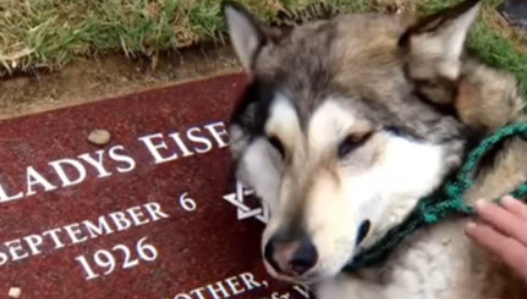 cane si dispera sulla tomba del padrone