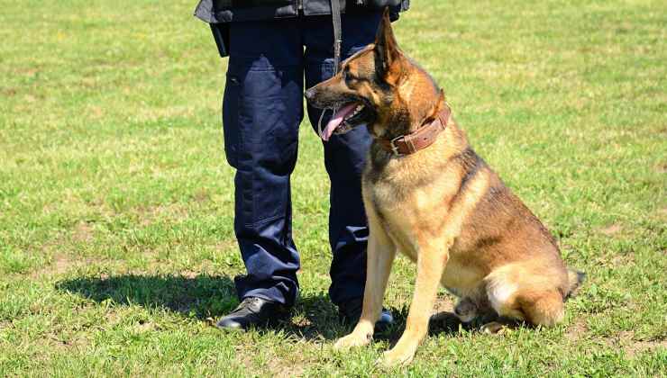 il cane poliziotto come addestrarlo