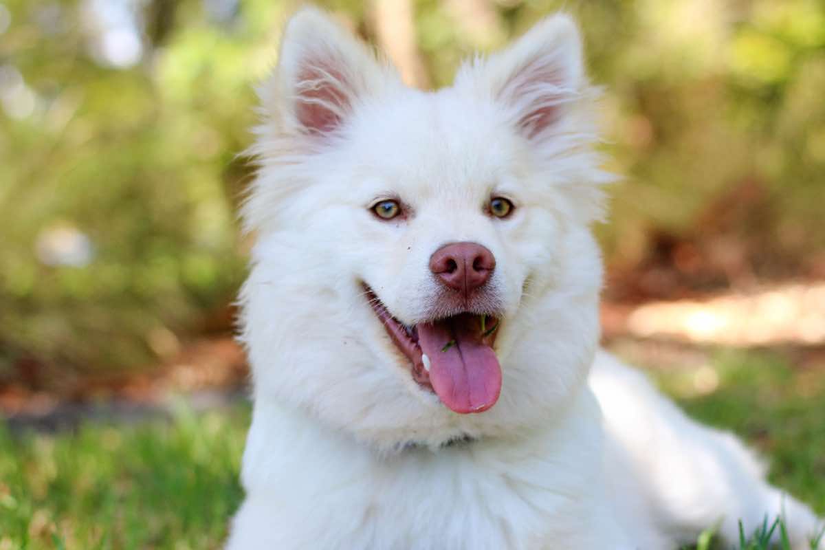 cane salva la vita ad bambino video