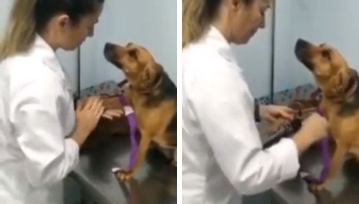 Veterinario salva la vita al cane