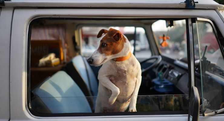 come proteggere il cane dai furti