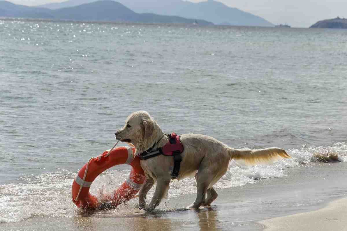 Cane salva padrona in mare aperto