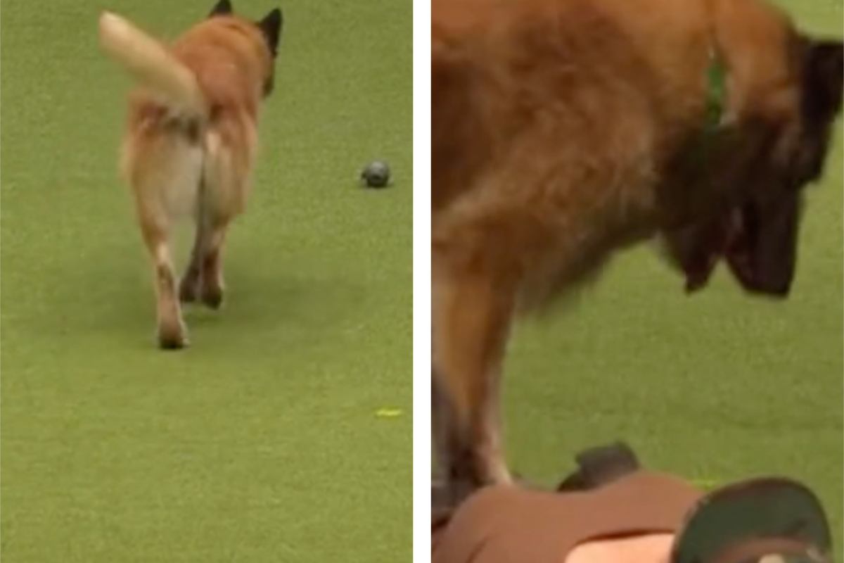 finge di essere morta il cane la salva video