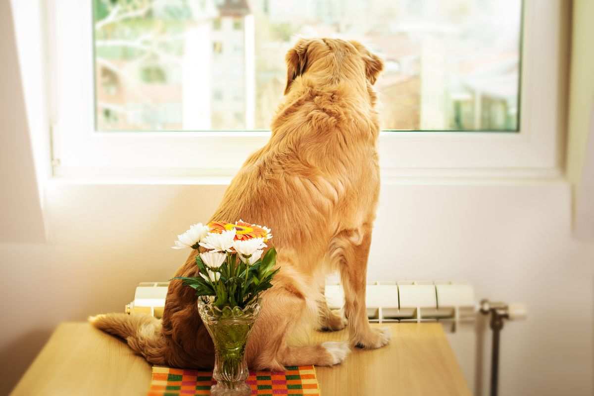 animali soli casa quanto tempo