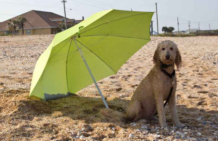 cane spiaggia