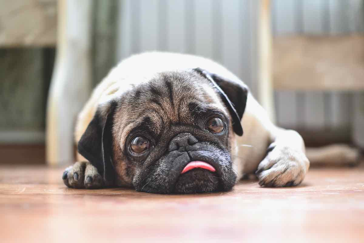 Cane: quando è triste e solo segnali