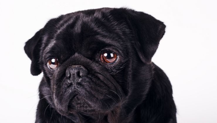The Frenchie & The pug
