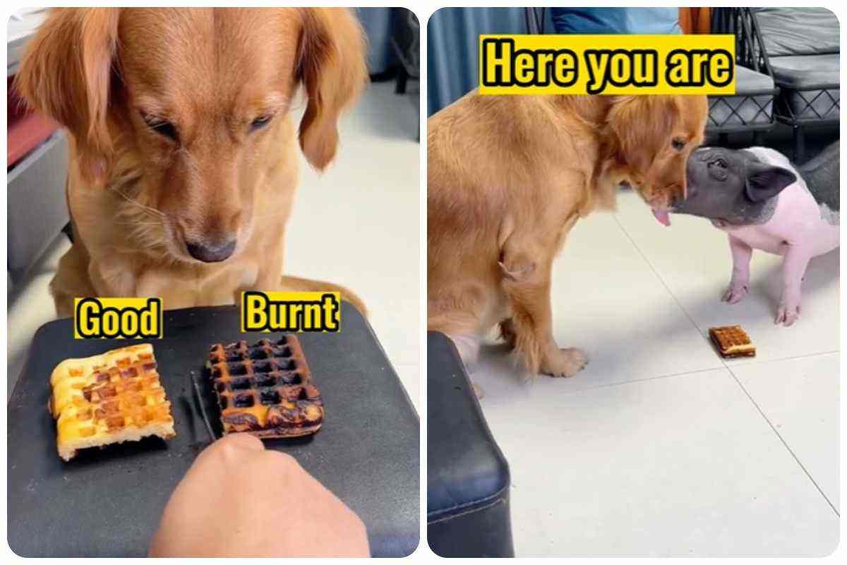 video cane divertente olfatto cibo bruciato