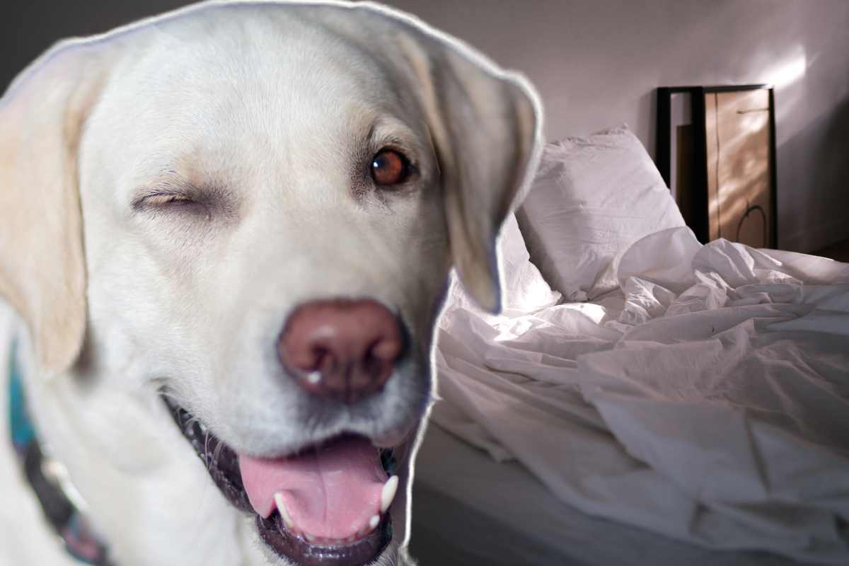 dormire con il cane vantaggi svantaggi