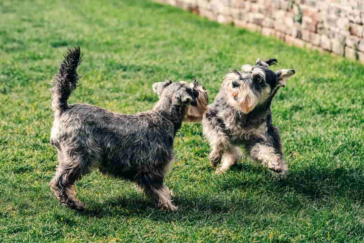 cane cade nella botola salvato dall'amico video