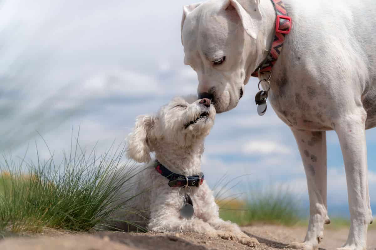 cane aiuta amico peloso video toccante