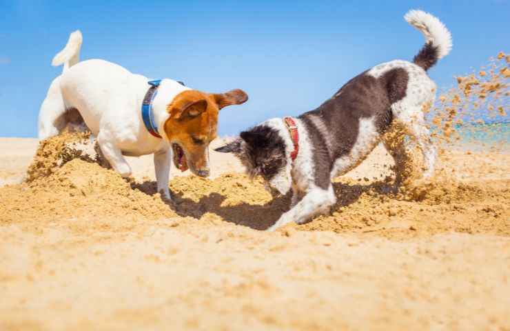 Cane buche spiaggia motivo reale