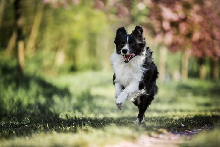 Cani e parole: ciò che c’è da sapere