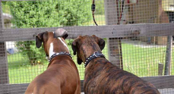 cani inseparabili la storia di brenda e linda