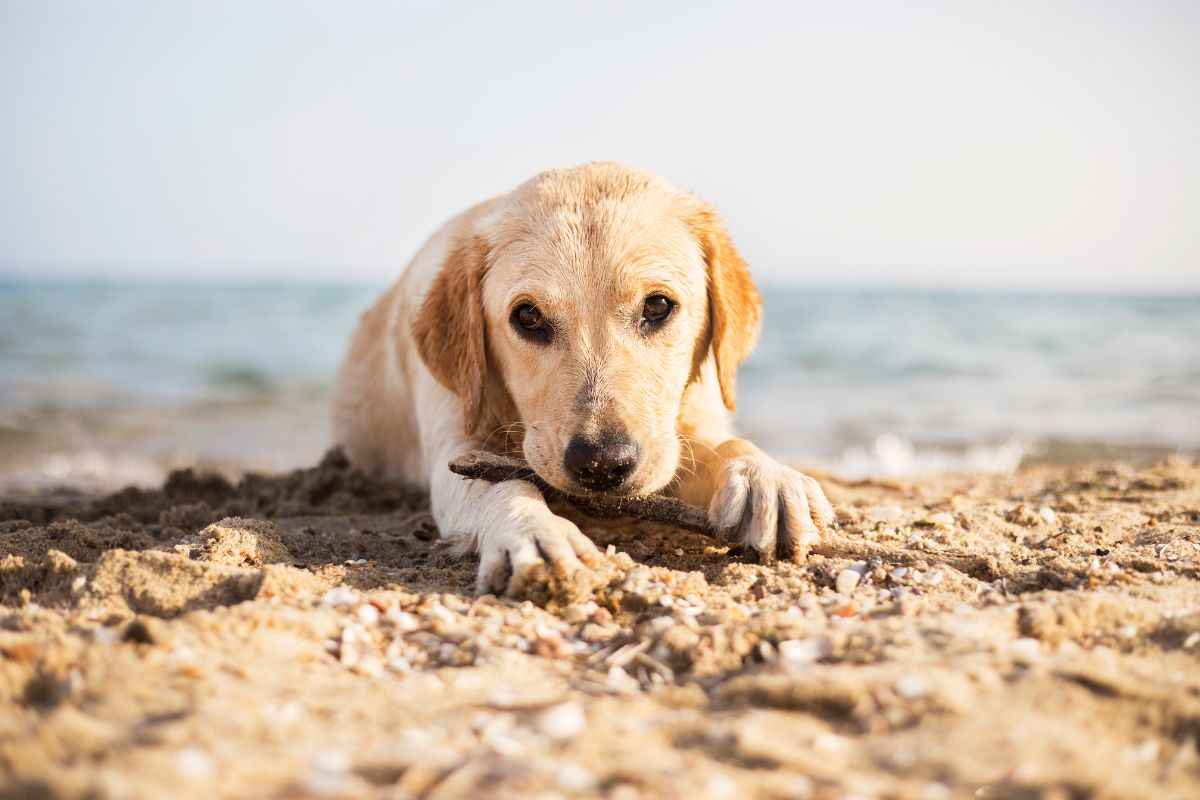 cani spiaggia