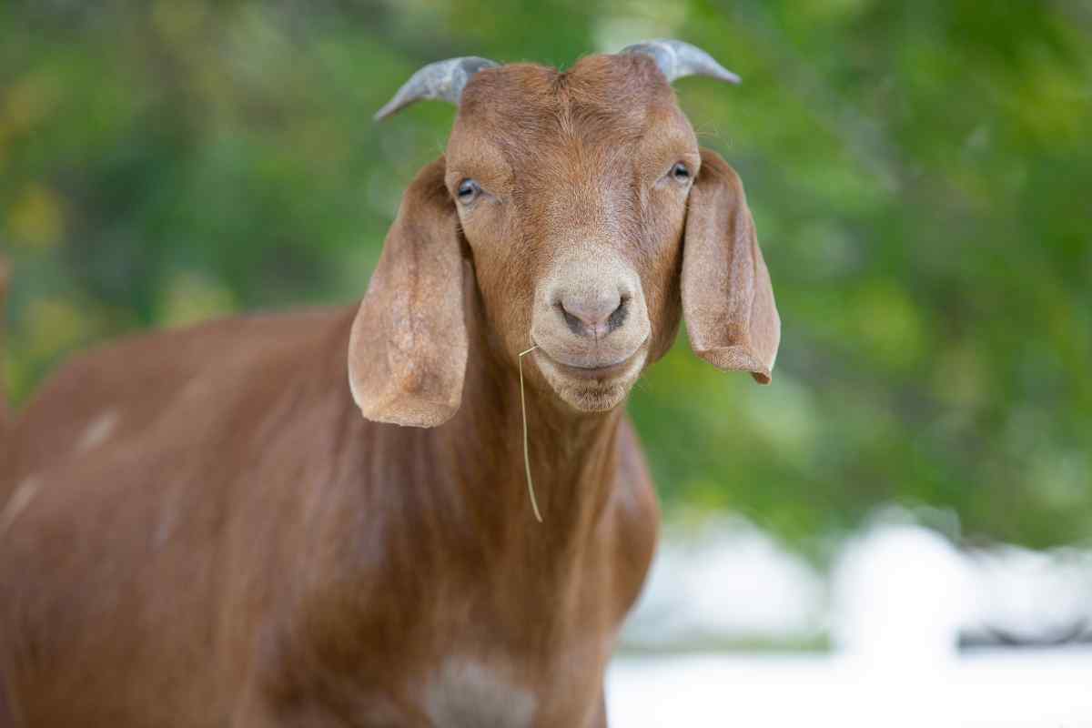 These goats will make you want to have one at home: the sound is unmissable