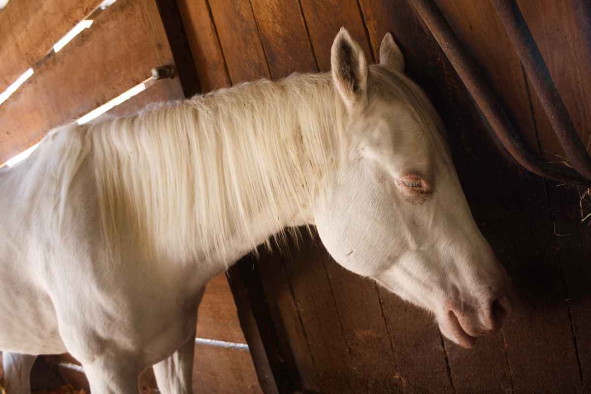 i cavalli dormono in piedi curiosità vantaggi svantaggi