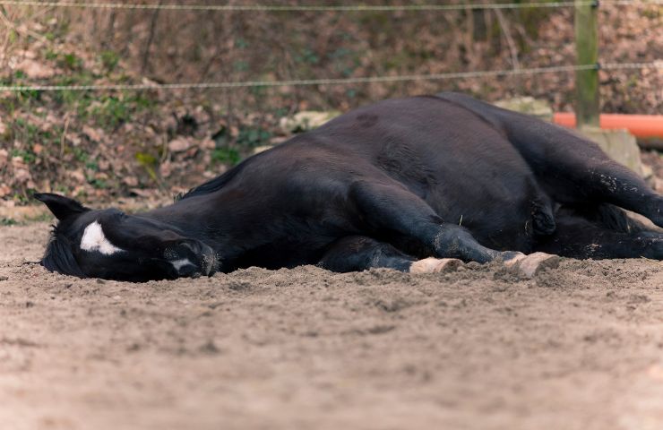 i cavalli dormono in piedi curiosità vantaggi svantaggi