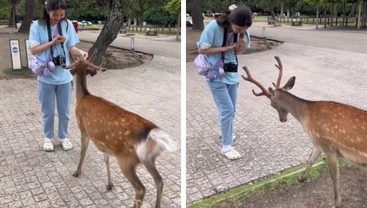 Parco di Nara Giappone cervi ringraziano cibo gesto