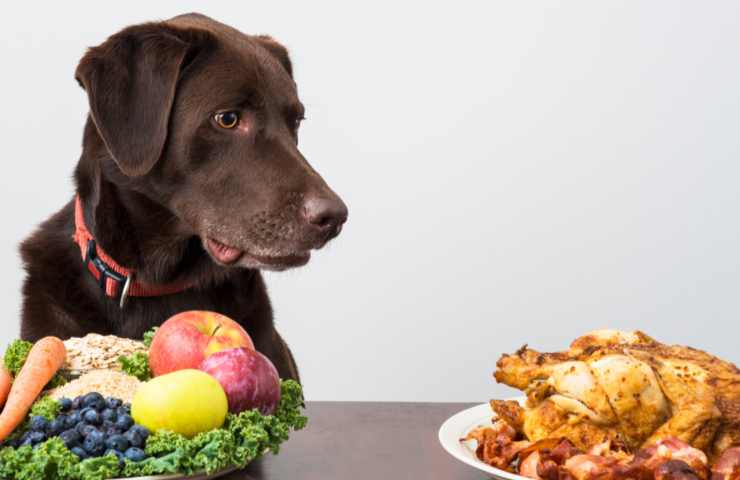 video cane divertente olfatto cibo bruciato