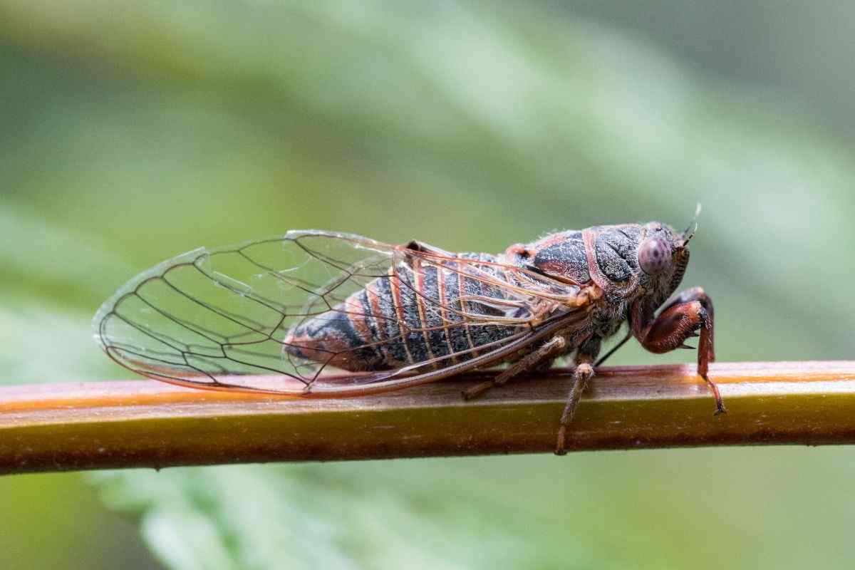 cicale cause e motivo del suono