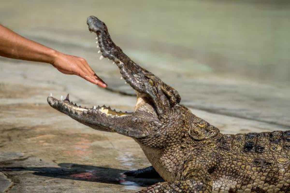 coccodrillo scappa dal bioparco mentre gli danno da mangiare