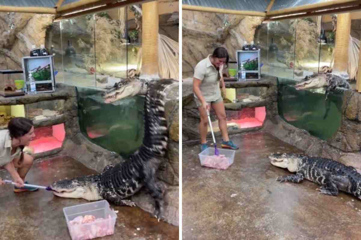 coccodrillo scappa dal bioparco mentre gli danno da mangiare