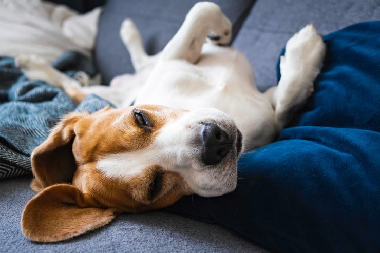 Colpo di calore del cane: come riconoscerlo