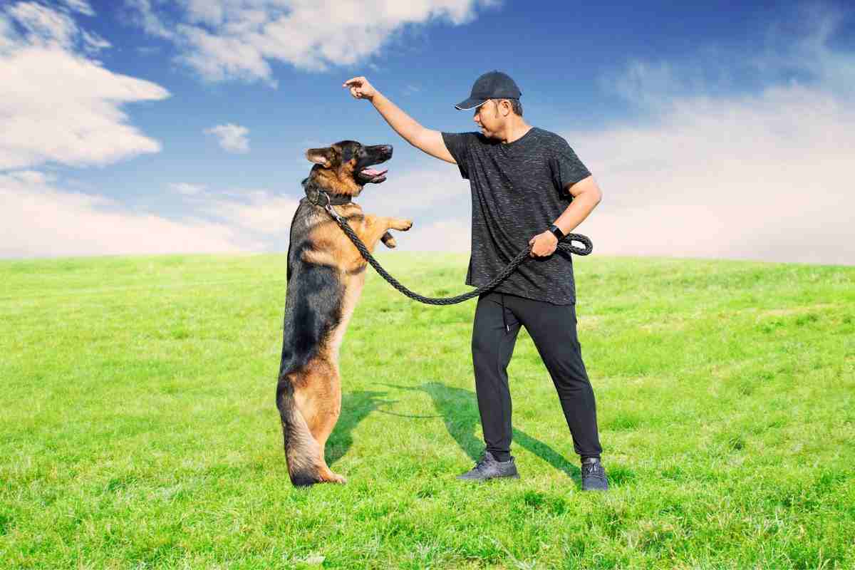"Uno dei comandi salvavita da insegnare al tuo cane"  --- (Fonte immagine: https://www.velvetpets.it/wp-content/uploads/2023/07/comando-per-il-cane-30072023-velvetpets.it_.jpg)