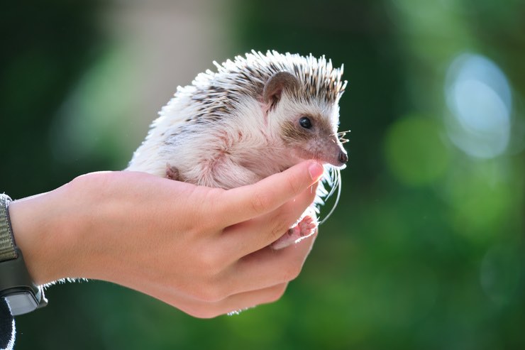 Riccio di terra: come allevarlo come un animale domestico