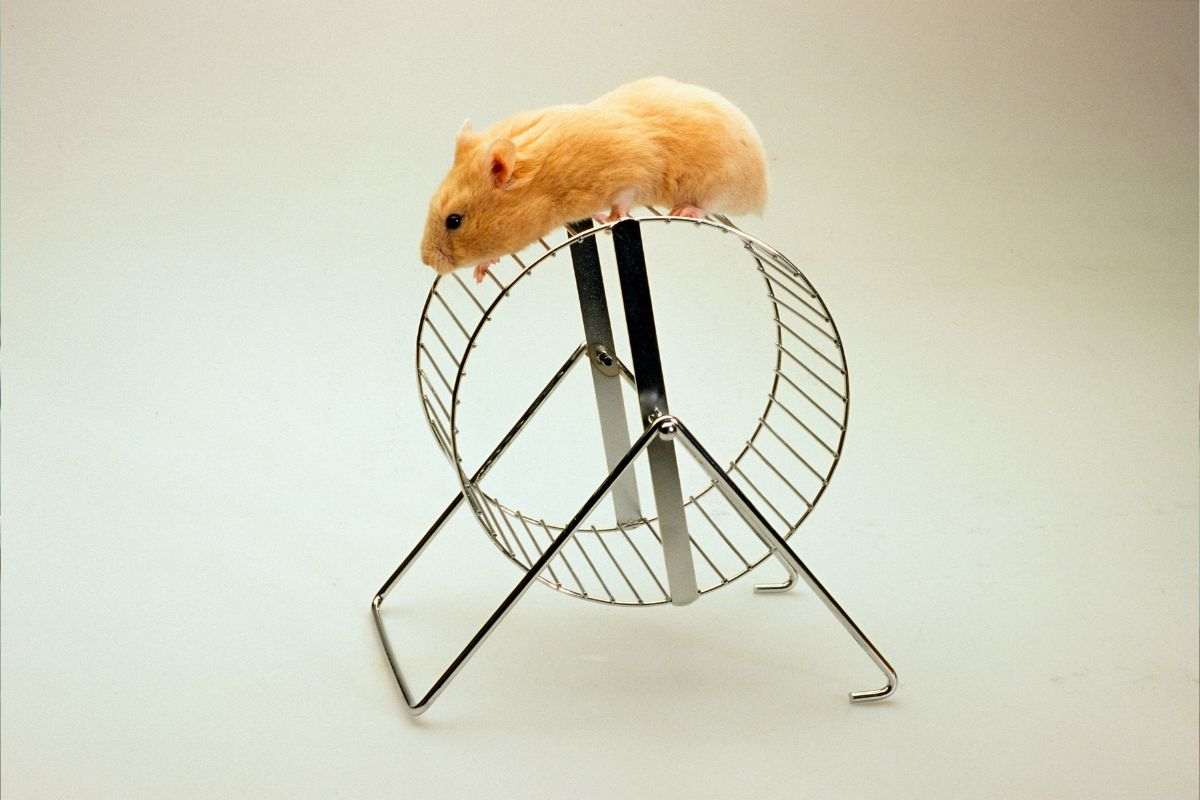 Criceto: cause e spiegazioni del perché dorme sulla ruota