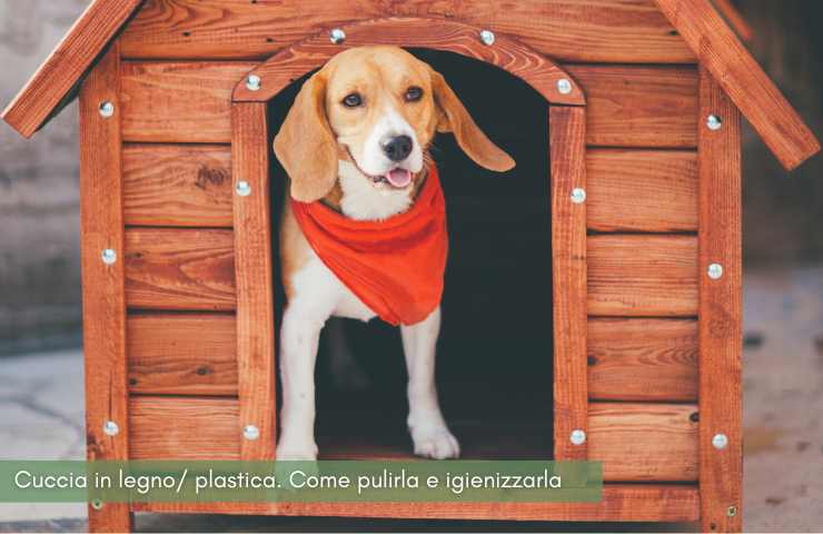 pulire cuccia cane metodo veloce