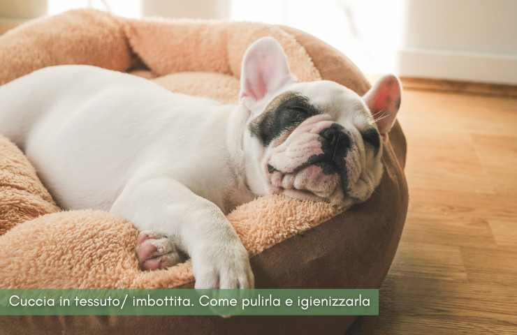 pulire cuccia cane metodo veloce