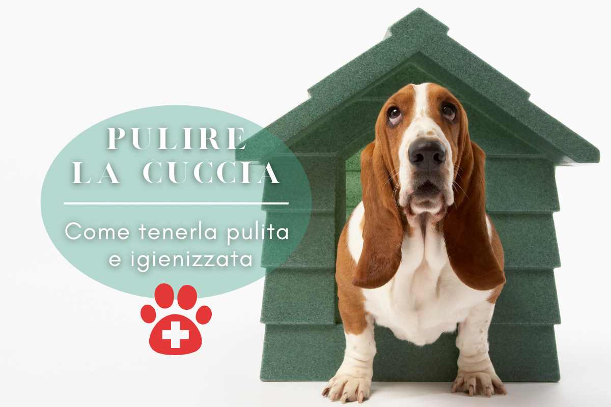 pulire cuccia cane metodo veloce