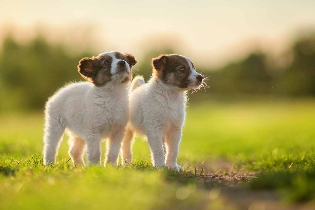 cuccioli per la prima volta nel prato reazione video