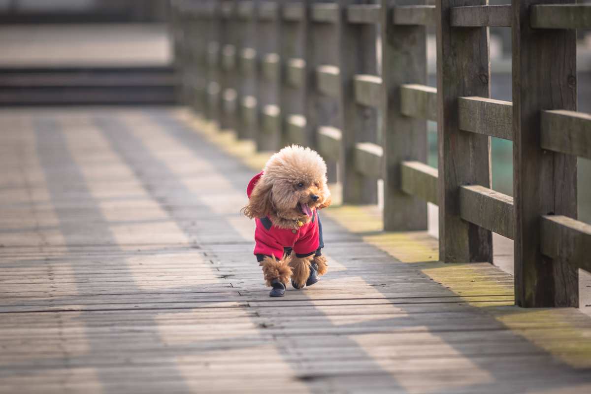 Cuccioli di poche settimane