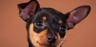 compra cucciolo di cane nero scoperta agghiacciante