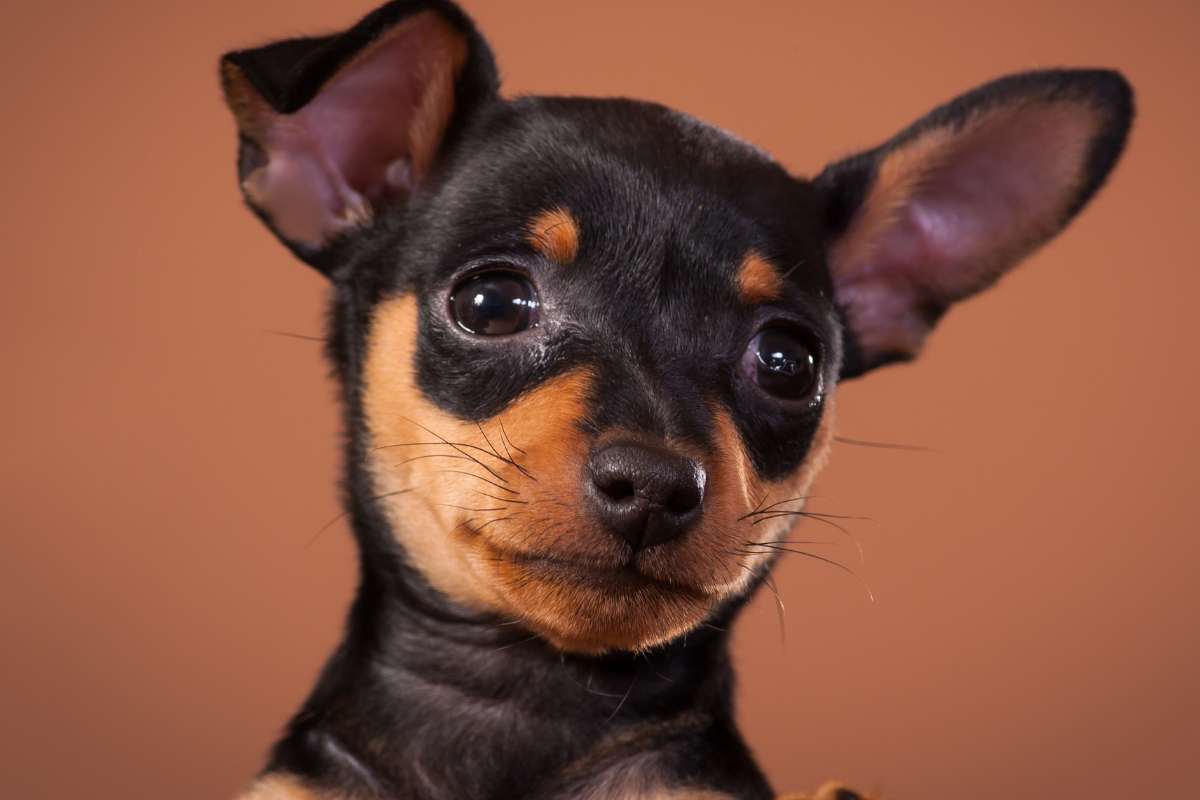 compra cucciolo di cane nero scoperta agghiacciante