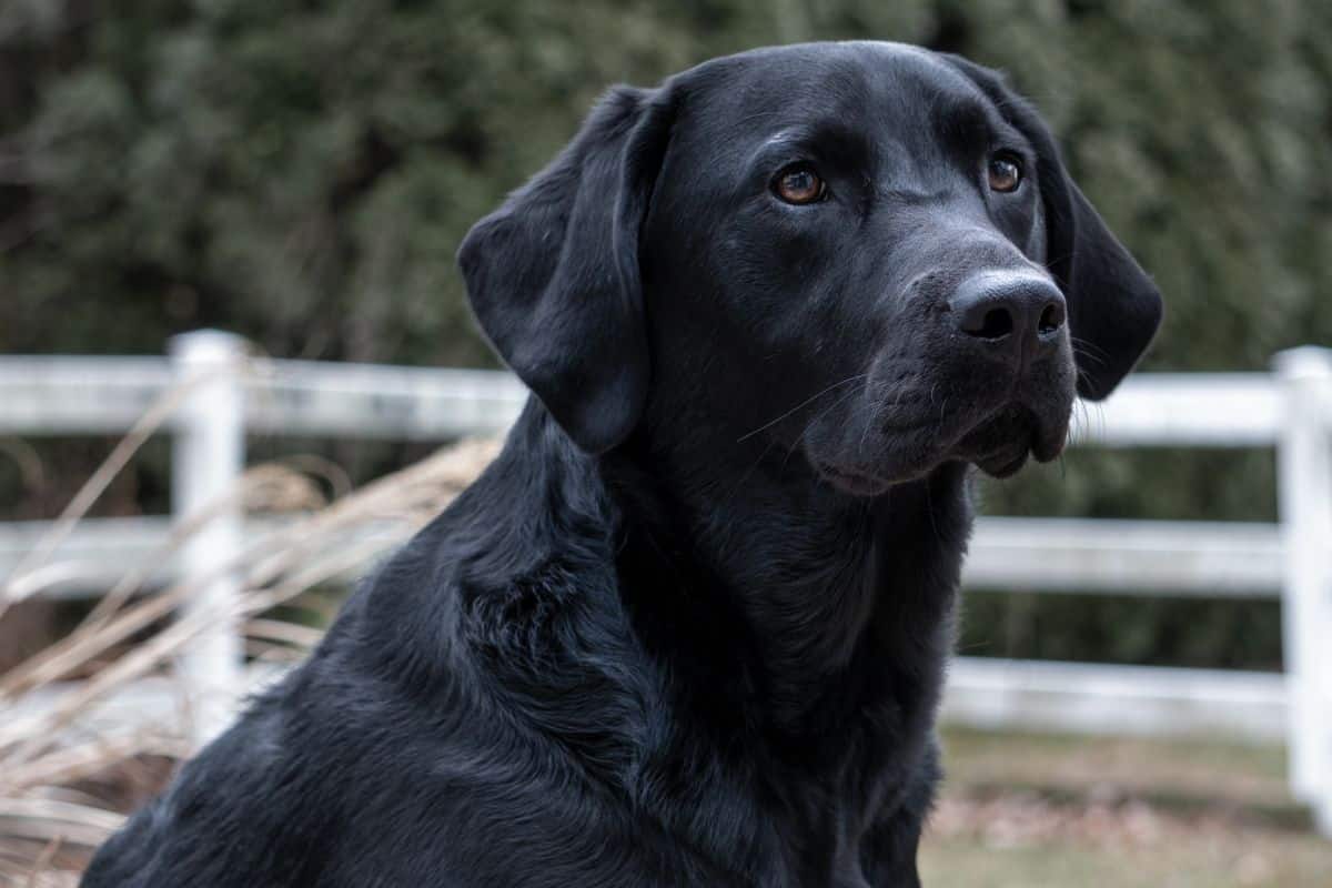 cucciolo labrador sorride per essere adottato