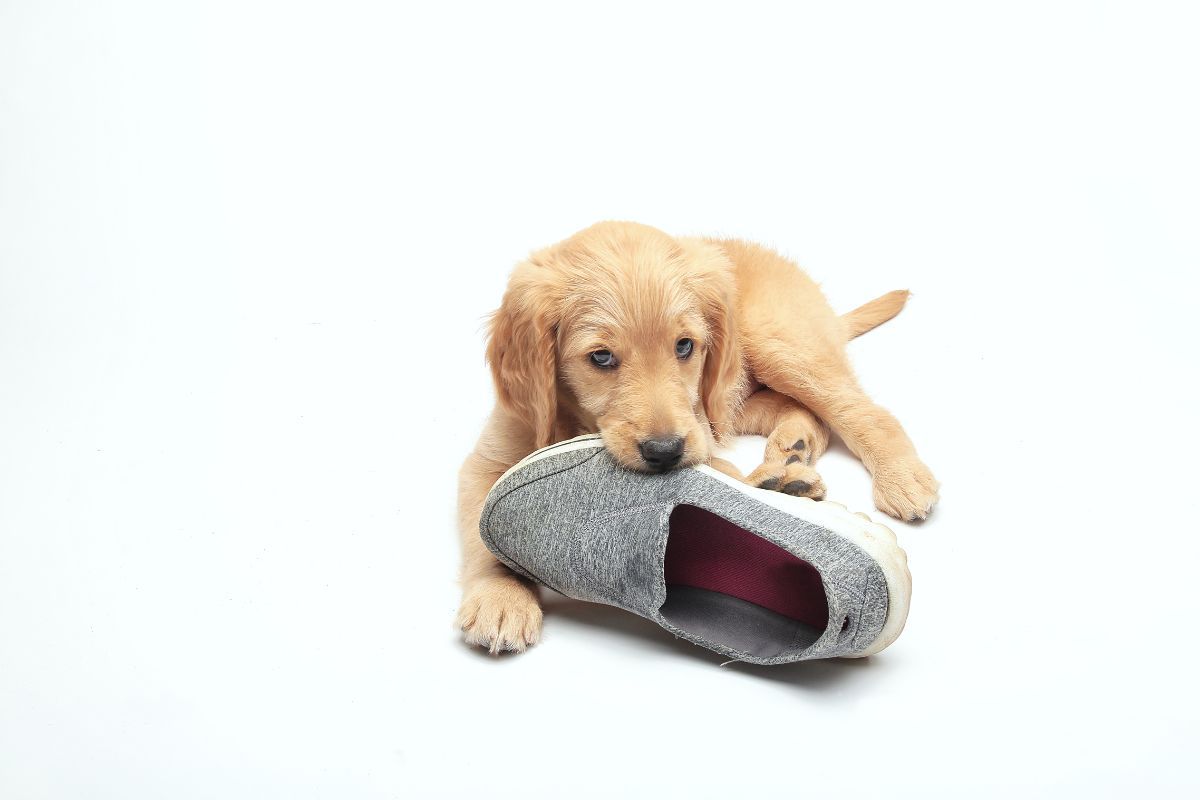 cuccioli masticano scarpe oggetti