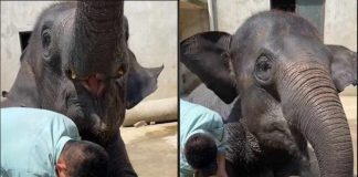 elefante bagno