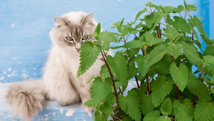 eliminare tossine gatti erba gatta