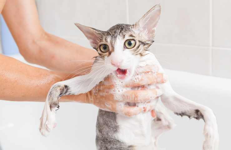 gatti paura dell'acqua motivi soluzioni